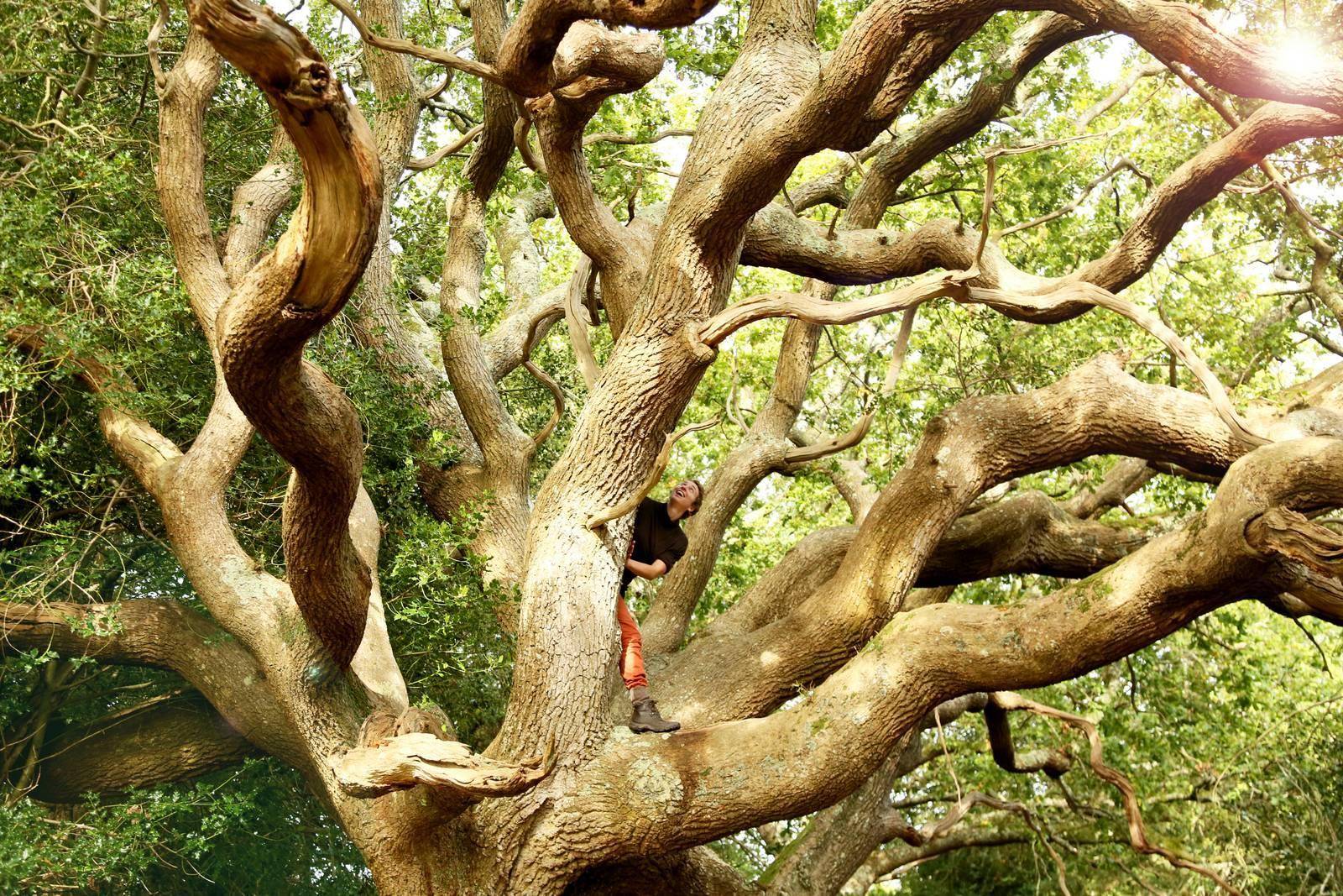 How to climb trees - Wild Things Publishing