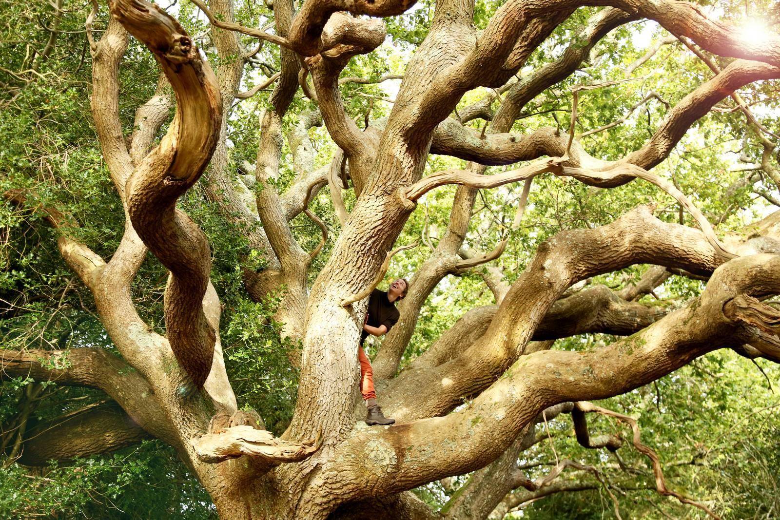 Tree Climbing  Exmoor Adventures