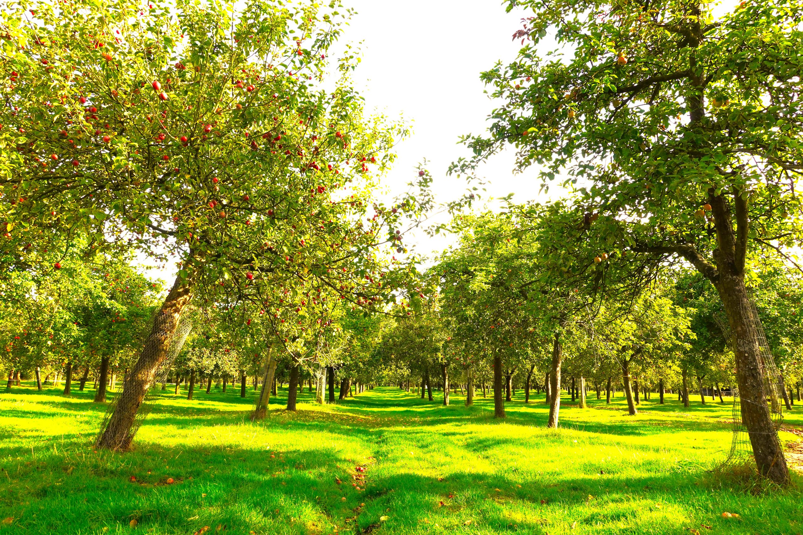 best cider farms somerset