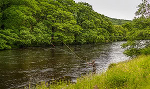 A fisherman spey casting for salmon using a fly rod on the River Orchy, Argyll, Scotland
