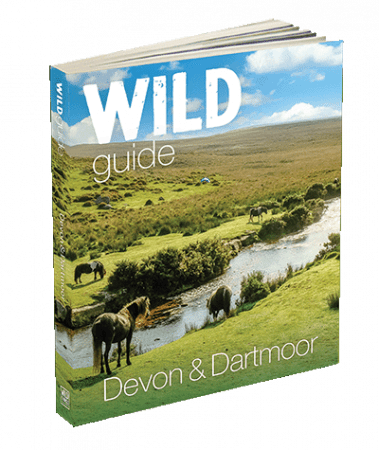 wild guide devon